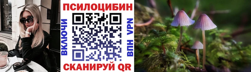 хочу   Минеральные Воды  Псилоцибиновые грибы Cubensis 